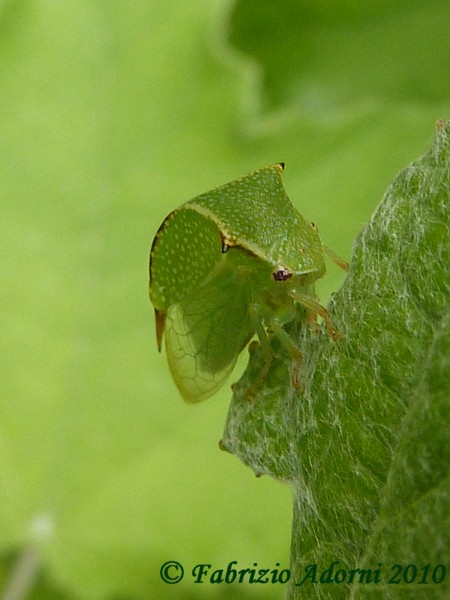 Insetto mai visto! Ninfa di Stictocephala bisonia